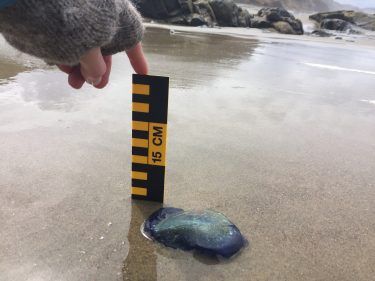 jelly organism on a beach