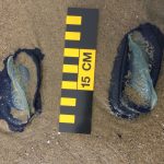 two jellies being measured on the beach