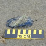 jelly washed on shore