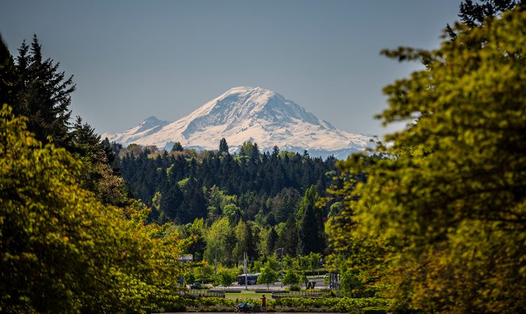 The view of Mount Rainier from the UW campus in Seattle