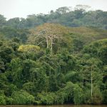 tropical forest