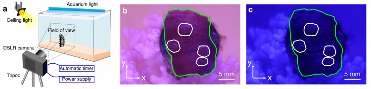 Three images: on the left is a diagram showing a coral in a tank and a camera on a tripod. In the center is a purple coral outlined in green. On the left is a darker purple coral outlined in green.