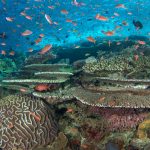 A coral reef with orange fish swimming around