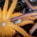 adult sea stars eating mussels