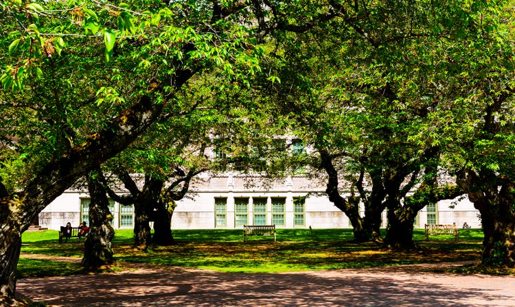 big green trees frame an empty bench