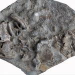 An image showing a block of amphibian fossils from Early Triassic Antarctica