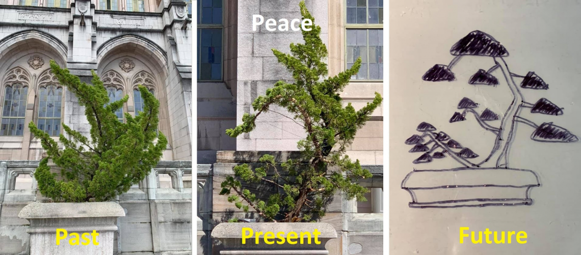 Video Suzzallo bonsai a symbol of peace, resilience and inclusiveness