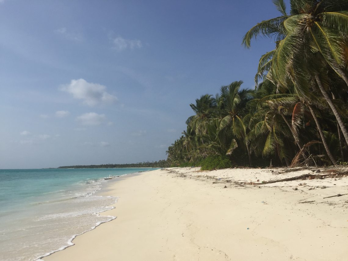 palm trees and white sand beaches