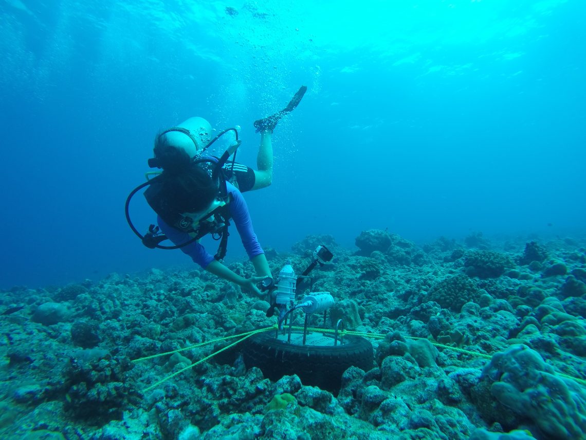 diver in water