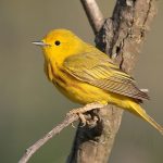 yellow warbler up close