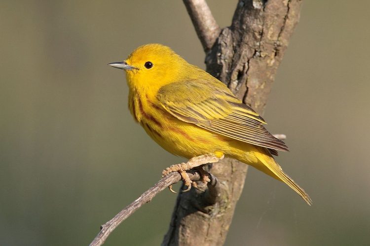 Air pollution from wildfires impacts ability to observe birds - Vimarsana News
