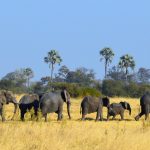 A herd of African elephants