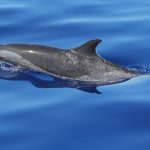 Image of a dolphin swimming in the ocean