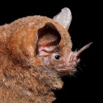 An image of a short-tailed fruit bat