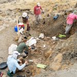 a group of people excavating fossils in Montana