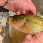 Big mouth bass close up
