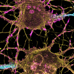 Neurons