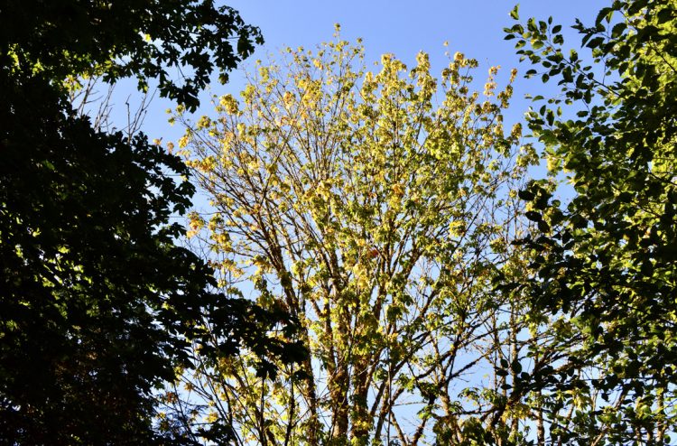 declining bigleaf maple tree