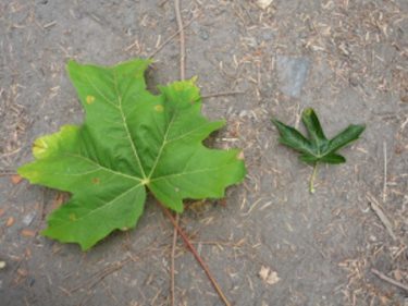 two maple leaves, one big and one small