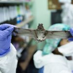 Showing a bat