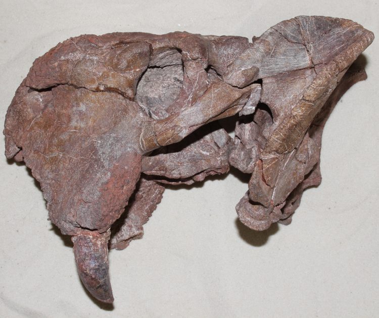 An image of the skull of an ancient mammal-like creature, showing its tusks.