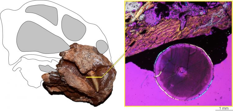A cross section image of a dicynodont tooth, showing the outer layer is enamel, meaning it is not a true tusk.