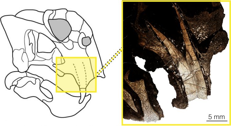 An image of a fossilized dicynodont skull, showing the inside of its tusk.