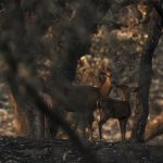 a deer with fawn