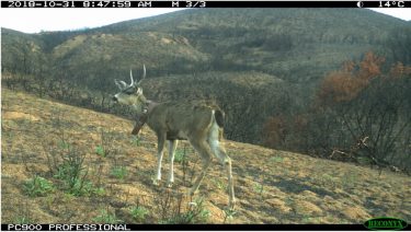 A deer wearing a GPS tracking collar