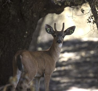 A black-tailed deer