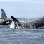 whales in ocean
