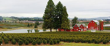 Nursery_with_red_buildings_in_rural_Washington_County_Oregon