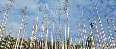 Red pine scale damage