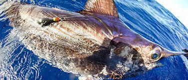 Swordfish