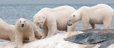 Four male polar bears standing on a floating whale carcass shortly after it drifted to shore on the island of Svalbard.Daniel J. Cox/Arctic Documentary Project