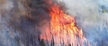 Forest fire landscape