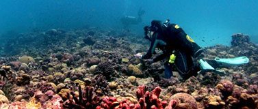 Diver inspects coral reef