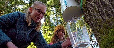 A student collects maple sap in Pack Forest.Kiyomi Taguchi / University of Washington