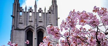 Campus in bloom in spring