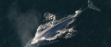 Blue Whale