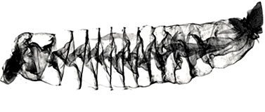3D image of shark intestines
