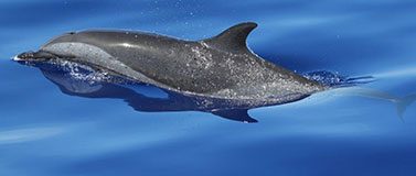 Dolphin