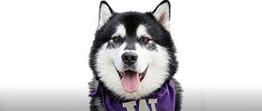 Dubs Husky Mascot on white background