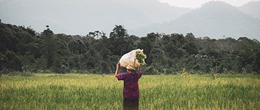 Worker in a field carrying a sack.