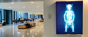 The main floor study and gathering area is surrounded by art. Here one of five light boxes in RYAN! Feddersen’s installation called “Antecedents” connects the space with concepts in Plateau tribes’ origin stories.