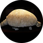 glyptodon