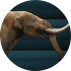 mastadon_thumb