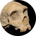 skull_thumb