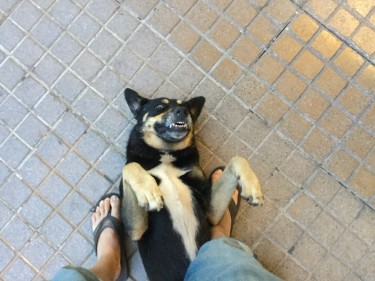 A friendly perro rolled at Bell’s feet in Santiago, Chile.