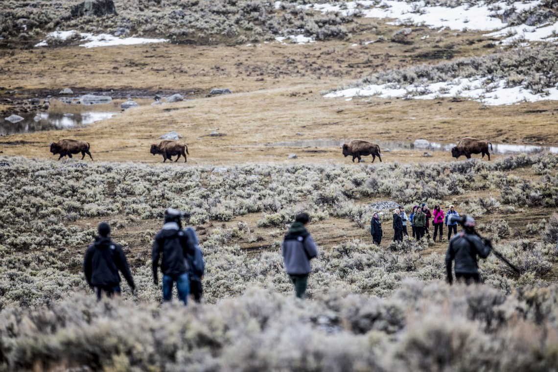 Bison make an iconic background for a field lecture. Predators rarely attack full-size, healthy bison, instead minimizing risk by targeting sick, young or dead animals.